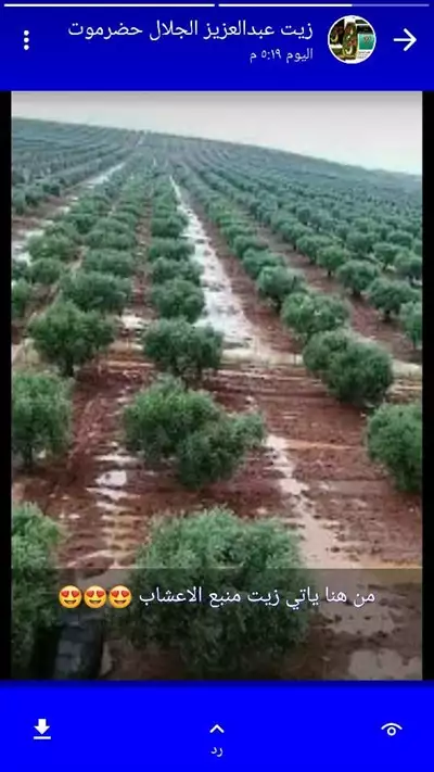  صورة 10 زيت المعجزة لاصلاح جميع مشاكل الشعر